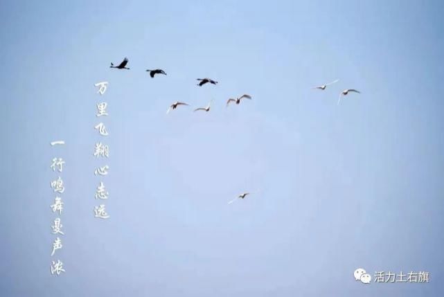 你一来，就是土右旗的春天