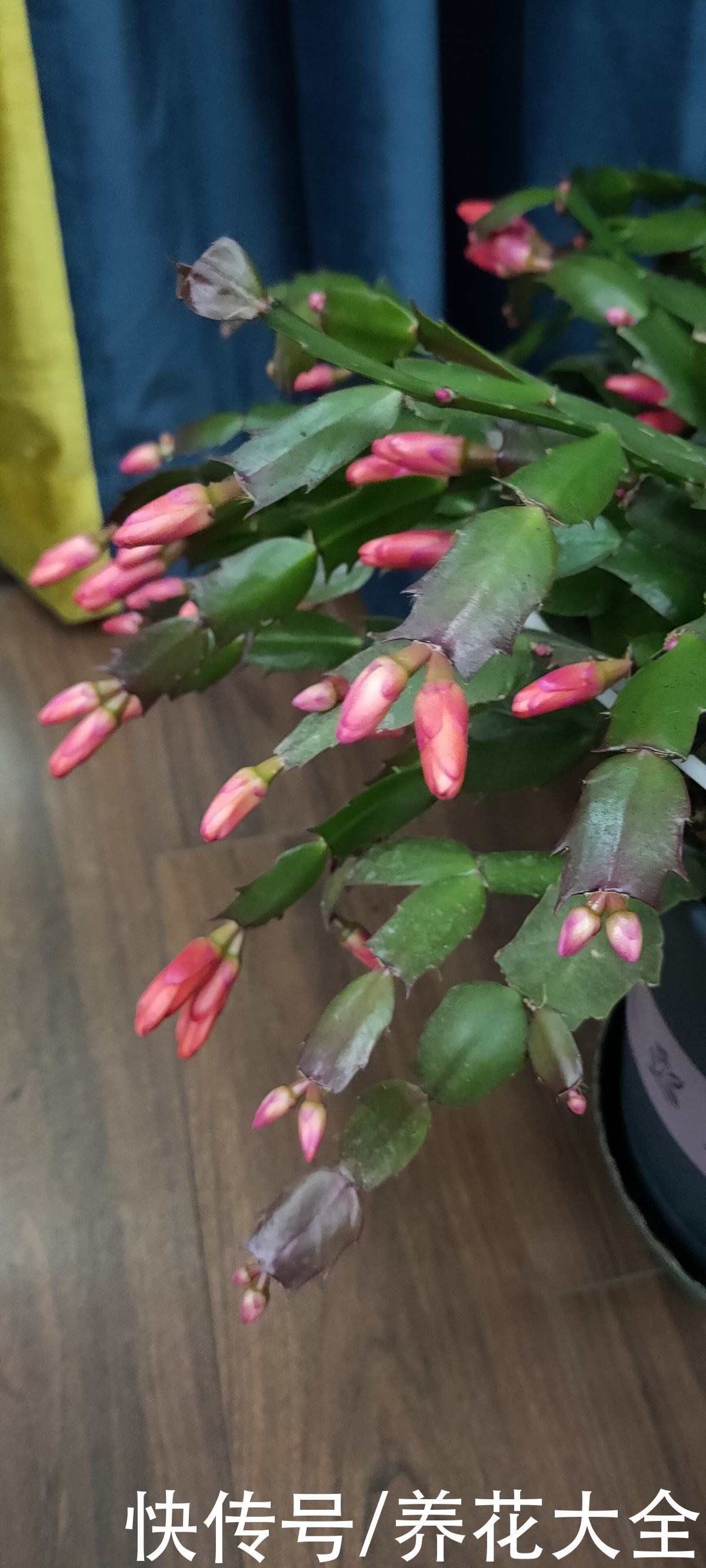 冬季封闭阳台如何养花？两大类植物，养花攻略全在这