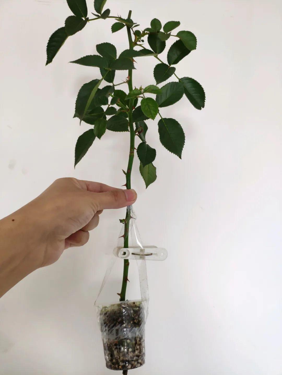 1个塑料瓶,居然有8种养花方法,省钱又好用!