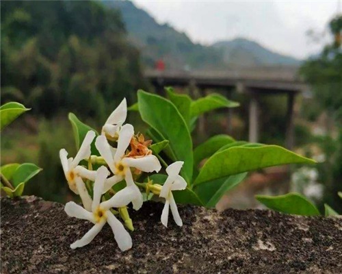 植物|盆栽络石如何养教你3个养护络石的妙招，花开清雅芬香四溢