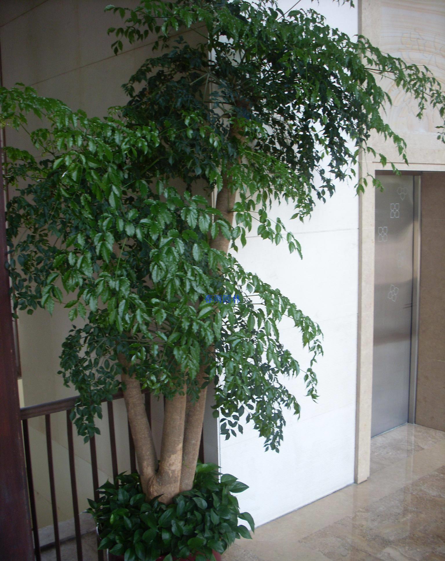 养花|客厅养花，就养“大树”，2年长成“绿巨人”，优雅漂亮，品位佳