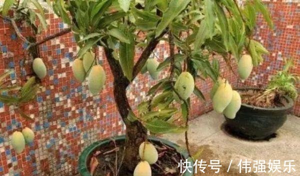 3种“吃不起”的东西，捡“1颗”种子扔盆里，长成小树，结果能吃