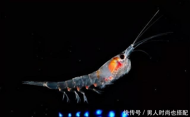 一年四季|钓鱼用的磷虾粉,只要这样配比,一年四季都可用