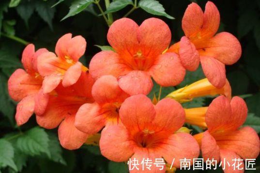 藤萝花|春节过后选这几款花，高颜值易成活，沾土就活，花型奇特美丽