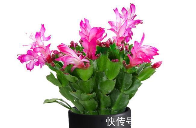 虎皮兰和蟹爪兰叶子为什么会变软?就四个原因,对症即可解决