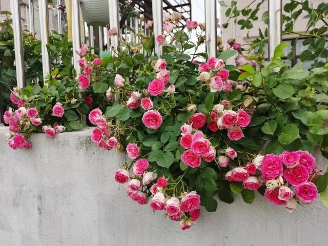 圆滚滚的绣球，瀑布般的花墙，这届花友也太会种花了吧