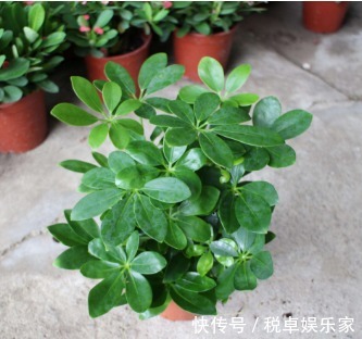 此花是二手烟克星,家里有烟民的养一盆,呼吸更安心