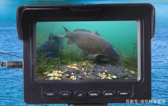 无灵魂的可视锚鱼这不是钓鱼,而是水下猎杀,被多地禁用