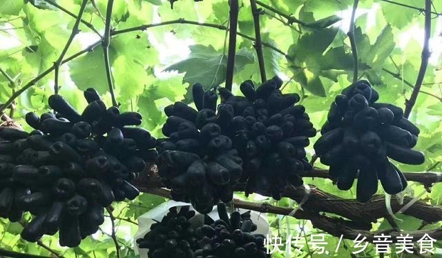 院子里种上果树,能观赏且寓意好,果肉还有奶香味,甜而不腻!