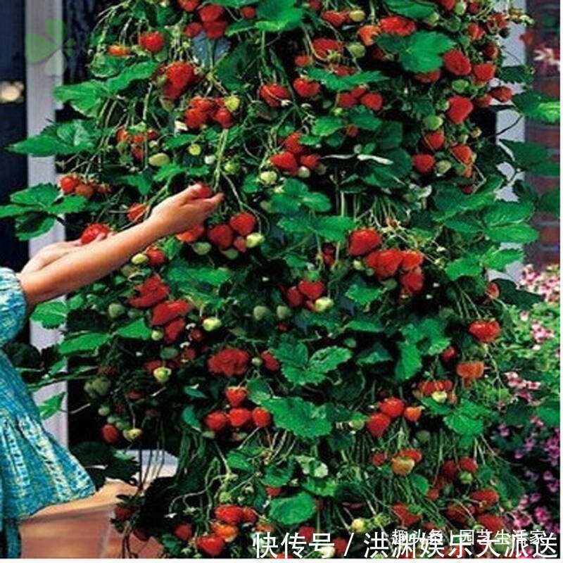 园艺|李大姐这样养盆栽草莓，一次结了500颗，快要长成草莓墙，超赞