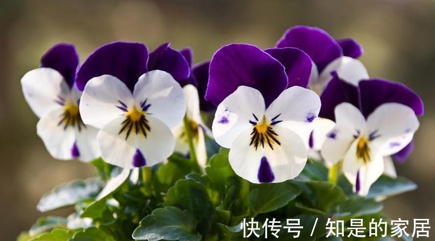 这些花儿,种着种着就变成瀑布了,很好种的哦