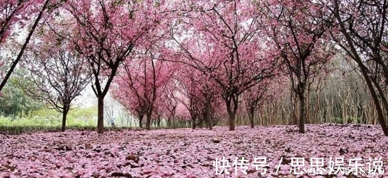 这首诗$李清照的这首《残花》,被很多认为是败笔,虽然有瑕疵但同样经典