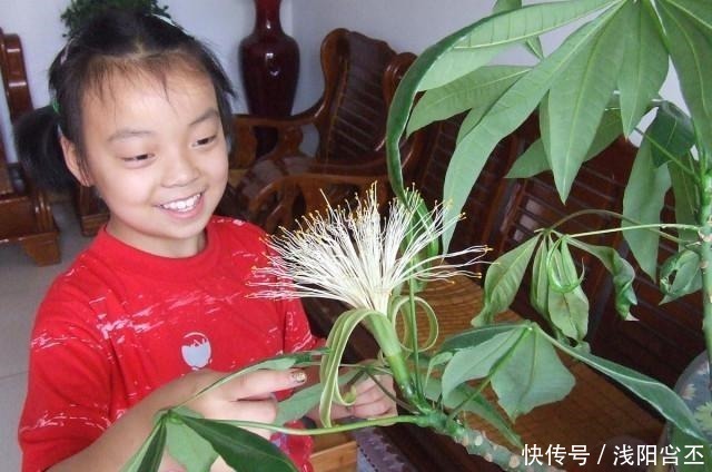 金钱树|家中若能开“4花”,既是养功到位,又是“财气”到位,恭喜你!