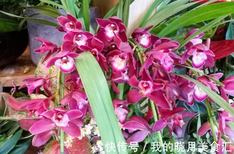 墨兰长出花箭后,3个要点要牢记,做好了才能顺利开花,香味浓郁