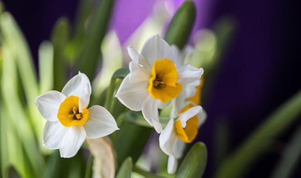 养这7种花,预算够就买好的,预算不够干脆别买