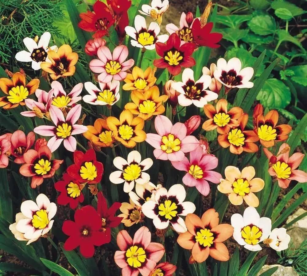 太太太漂亮了，绝对没有见过，发到群里，朋友们会爱死你的！