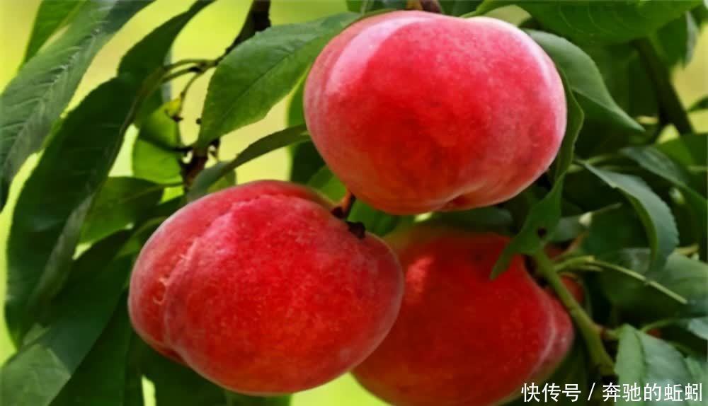 柿子|女性不想小肚子鼓鼓,常吃三食物,减肥瘦身,润肠排便,平坦小肚