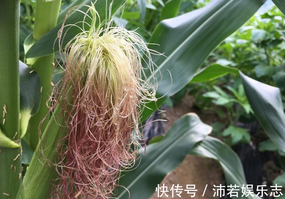 胆囊炎|俗话说一把玉米须等于二两金,中医玉米须泡水,好处真不少