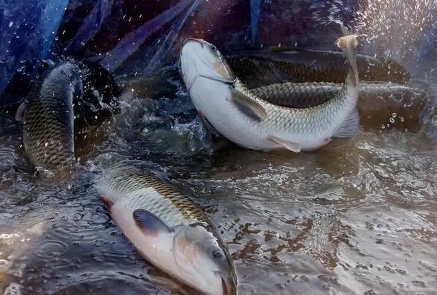 鱼口轻、阴漂就不会钓鱼？这样改变一下，钓鱼收获立刻就有变化