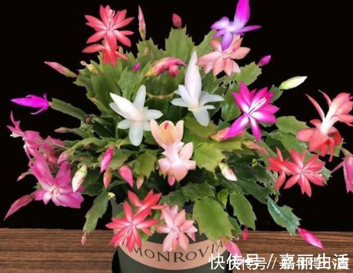 4种花漂亮又好养,比牡丹好看,比吊兰好养,好看极了