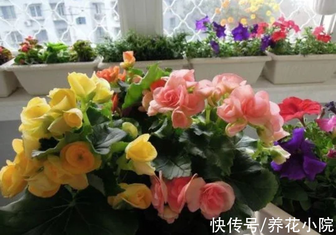 7种漂亮花，家里阳光少也能养，光照太强反而长不好