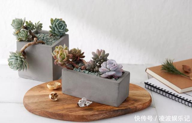 养多肉,花友们“别踩”这3误区,不然养一盆坏一盆