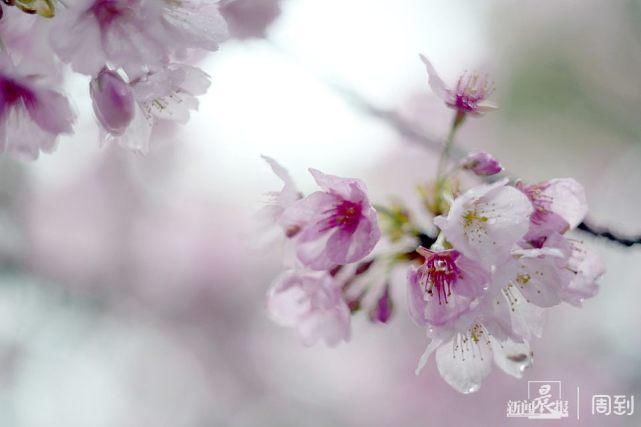 雨打樱花，花衬雨，雨中樱花别样美！内附保姆级拍花攻略