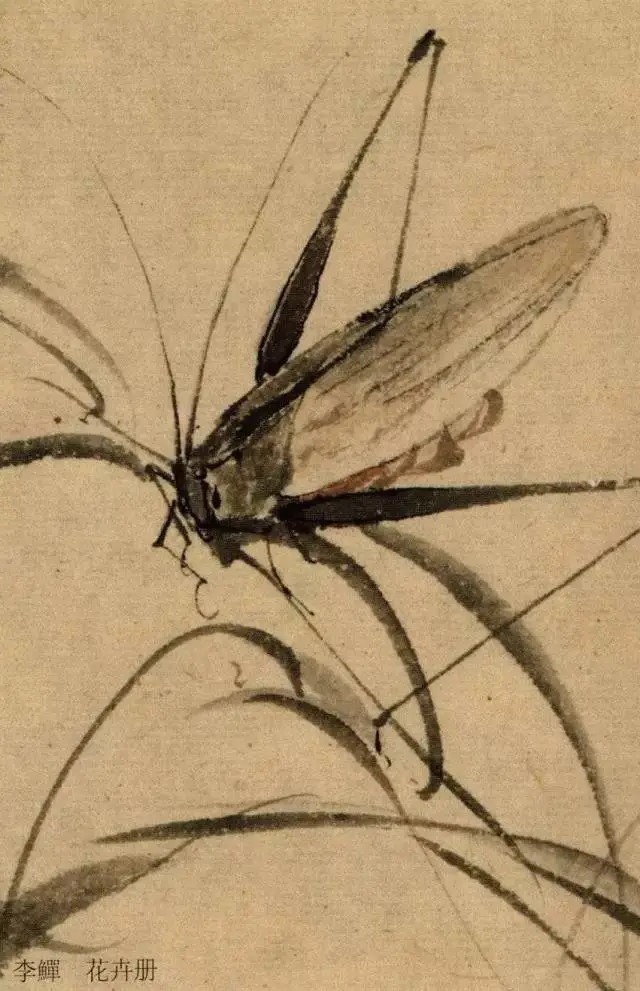蝈蝈$国画技法图典——草虫篇:蝗虫 蚂蚱 蝈蝈 螽斯 螳螂 蟋蟀