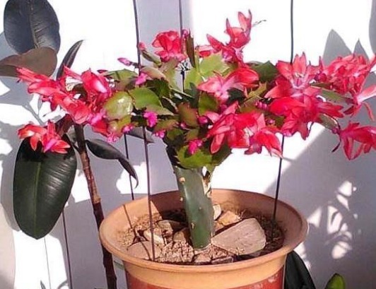 蟹爪兰花开得少吗用四种方法，一次开花数百朵，看起来不错