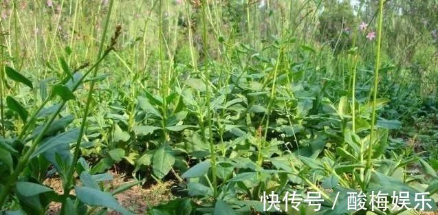 价值|农村一种野菜人称'紫人参'，价值巨大，极其珍贵，你知道它吗？