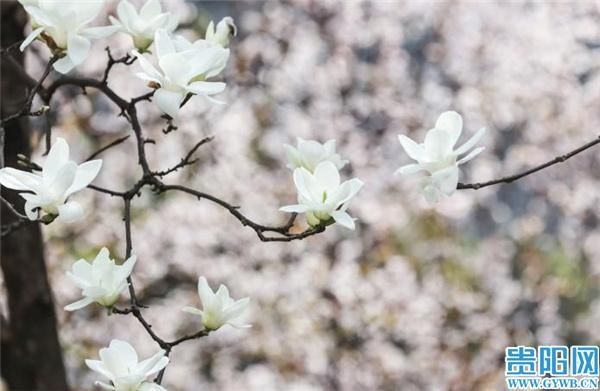 忽如一夜春风来,贵阳市中心这两处花儿开了