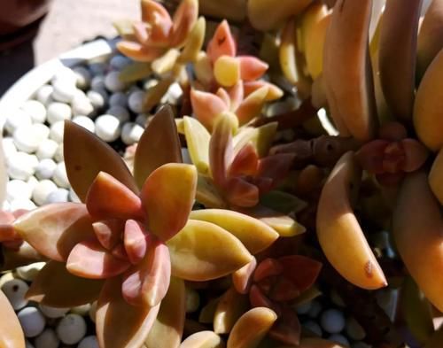 家里的多肉不抗晒，室外气温未至28度，养花人就得这么打算