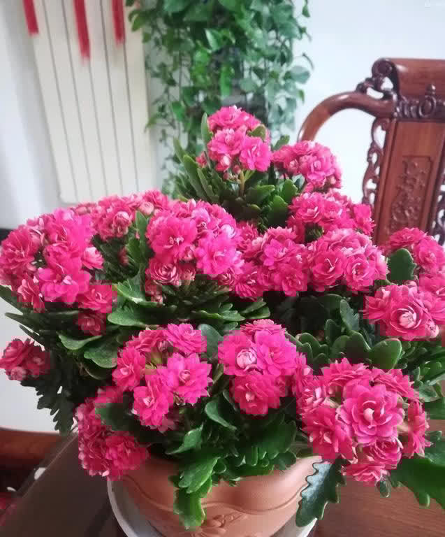 花色|寓意吉祥的“4种花”,建议家里养一盆,好养还利于健康