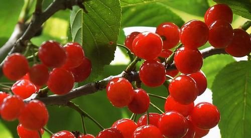 老少皆宜|人到中年适合常吃以下食物,润肠通便,排毒养颜,好处多多