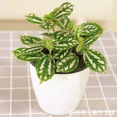 适合做室内桌面盆景,值株小巧又耐阴的几款绿值