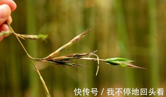 “竹子开花,赶紧搬家”有道理吗?竹子开花到底隐藏了什么秘密?