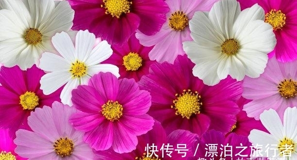 运势|近几天,手摘桃花,下财雨,主动求和,肖龙抢夺先机,永不分离