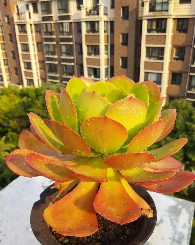 休眠|6种漂亮花,就怕下雨天,淋雨就发黄,雨天快搬屋里去