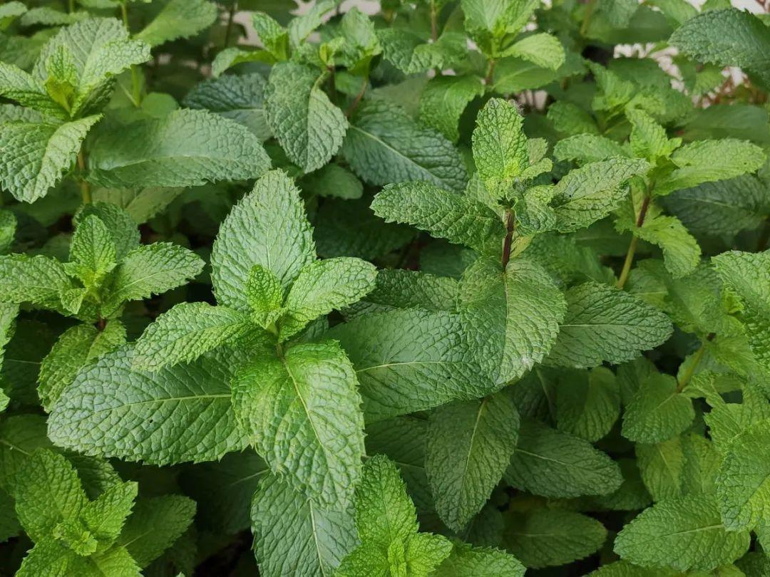 龟背竹是“吸废气”高手,家里放一盆,门窗紧闭也能空气清新!