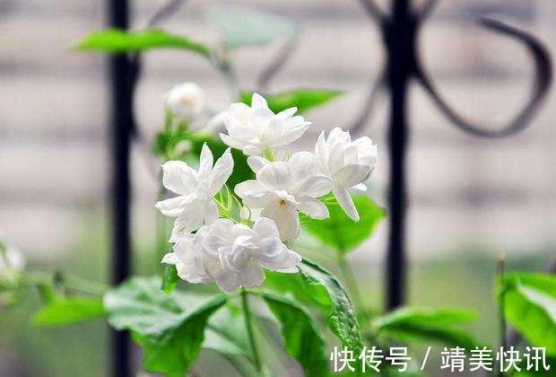 到了这个月份,栀子花“修剪”提上日程,明年开花就靠这几刀