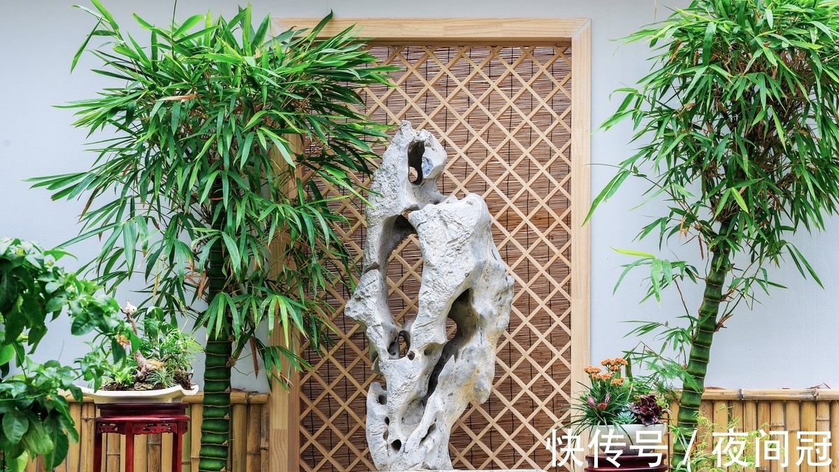 这“竹子”这么大个肚子,可谓“宰相”,好看旺财,能养20年