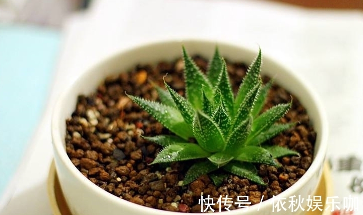 家里万万要养这五种植物,有钱人家中都爱养,难怪身体越住越健康