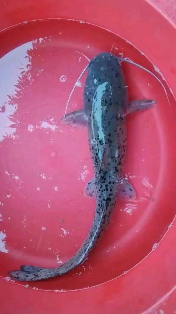 矶竿|这种是我国最贵的淡水鱼品种之一,很多人即使钓到都舍不得吃