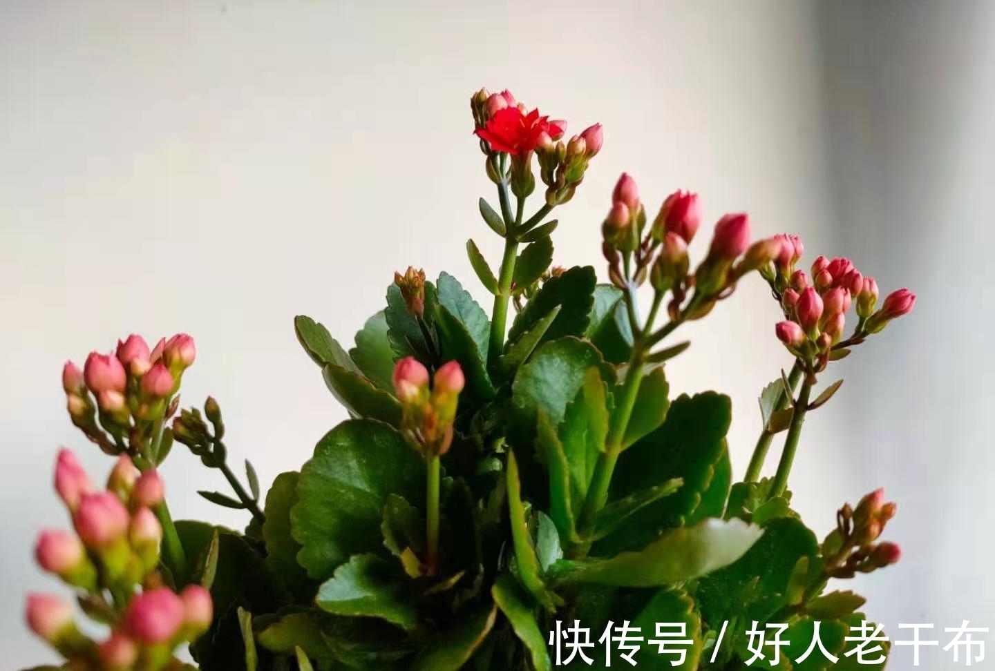 花友|刚买回家的长寿花，4个方面不能急着做，不然没几天花苞掉光光