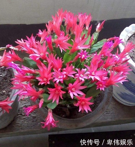 蟹爪兰不开花真愁人,别急,试试3种好方法,不久就能花开满枝头