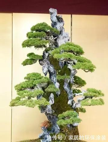 漂亮|漂亮的附石盆景，令人爱不忍释