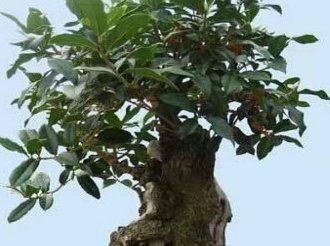 把“马齿苋树”养成了盆景”,长成了老桩,并且叶片四季常翠