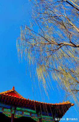 老年|就地过年春在身边｜牛年佳节春来早，济南趵突泉垂柳发新芽