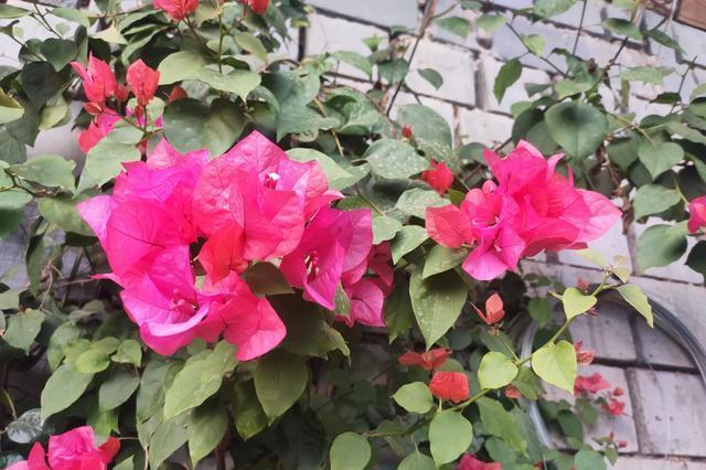 叶子花|三角梅冬季叶片油绿没掉落,那就“这么”养,更利于来年开花