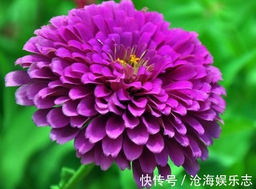 花瓣|家里养这些菊花,秋天开成菊花海,花色鲜艳,花朵娇艳妖娆,超美